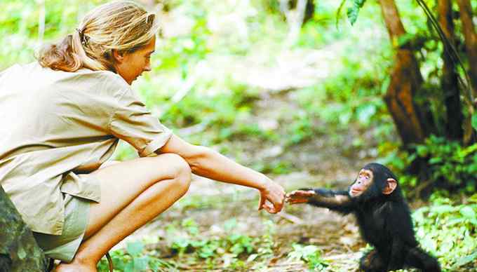 赵序茅 传奇生物学家珍·古道尔：从二十几岁到84岁把一生交付给黑猩猩
