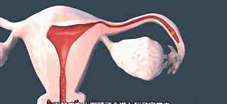 受精过程 揭秘自然排卵到受孕的奇妙过程【图文视频版】