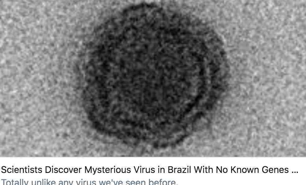 拉沙热病毒传染性极强，与埃博拉病毒、马尔堡病毒