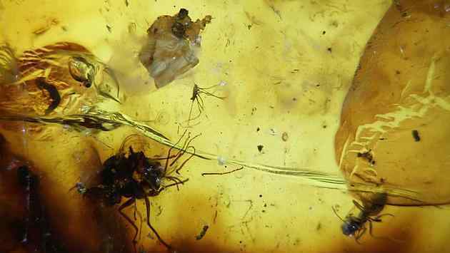 琥珀里保存着一对交配苍蝇 最古老的交配动物化石之一