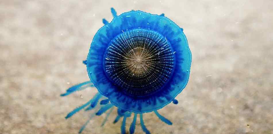 澳大利亚彩虹海滩发现银币水母Porpita porpita 通体青蓝梦幻