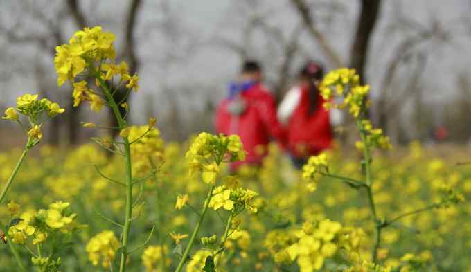 北京油菜花 北京海淀百亩油菜花开播，4月20日前后将花开成海
