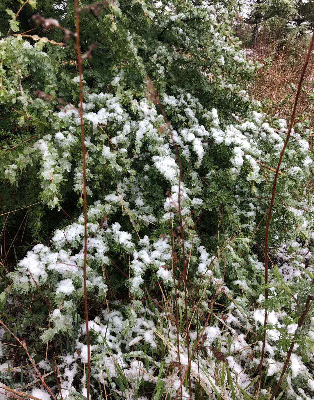 北京大雪图片 5月飘雪！今天，北京灵山下雪了，组图来了