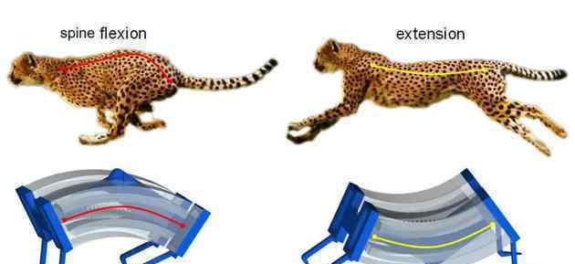 “小猎豹”软体机器人：机器人内部的两个执行器模拟脊柱