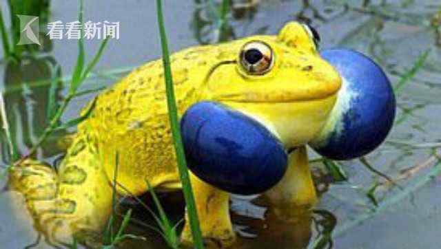 印度水塘出现黄色青蛙 个别还鼓起蓝色腮帮子