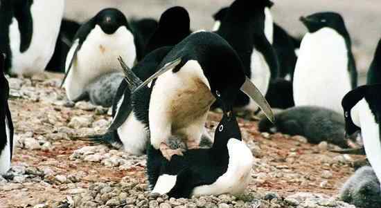 鹅生不易，这些企鹅只能去偷石头