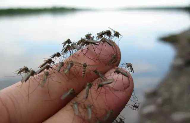 国家为什么要养殖生产蚊子 为什么要人工养殖蚊子