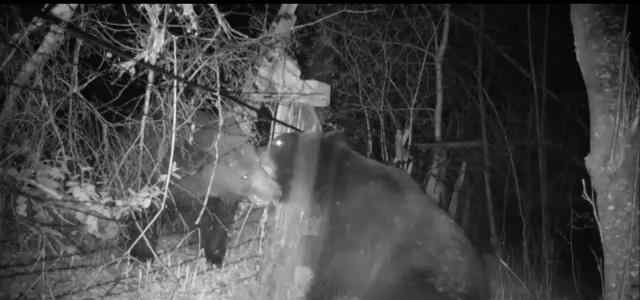 中俄边境冲突 中俄边境发生“冲突”：两只熊打架毁坏老虎观测相机