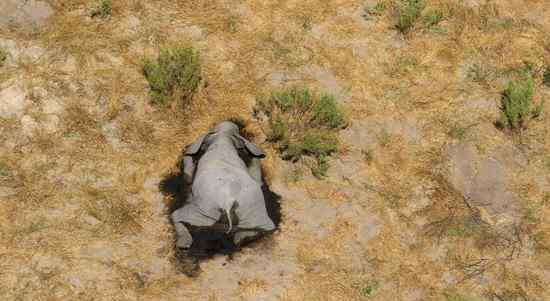 非洲南部的内陆国家博茨瓦纳，数百只大象离奇死亡