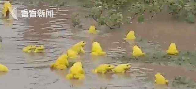 神奇积水农田里出现大群亮黄色青蛙 罕见现场引众人围观