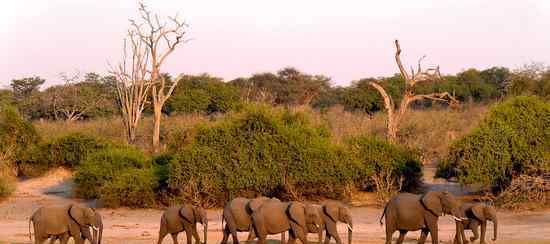非洲南部的内陆国家博茨瓦纳，数百只大象离奇死亡