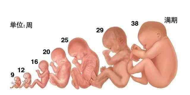图解胎儿在母亲腹中发育过程 怀孕1一10个月发育图