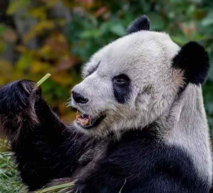 四川大熊猫基地 官方回应“旅美大熊猫瘦骨嶙峋”：因一直患有这种病，居住场馆没问题