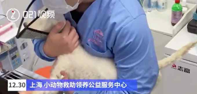 上海流浪猫绝育 预约方式来了！上海可预约流浪猫免费绝育手术，网友：希望全国推广