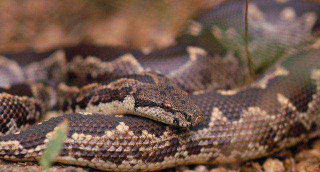 印度双头罗素蝰蛇图片 罗素蝰蛇是印度最臭名昭著的毒蛇