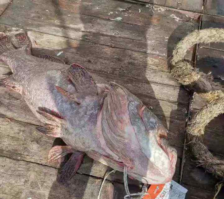 野生石斑鱼 比小孩都高！舟山渔民捕获96斤超大野生石斑鱼，船员惊呼