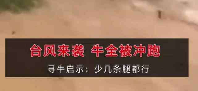 村民十几头牛在台风中被洪水冲走 街道众多店铺被淹