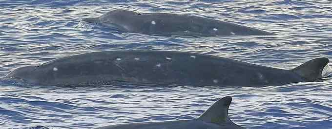 布氏鲸 中科院科研团队在南海发现神秘物种，系全球首次清晰目击活体