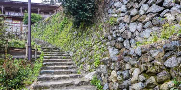 游客发现一棵枯死的参天大树 走近后看到震撼景象