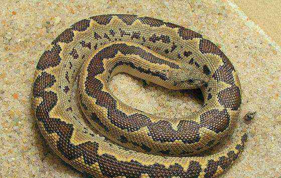 印度双头罗素蝰蛇图片 罗素蝰蛇是印度最臭名昭著的毒蛇