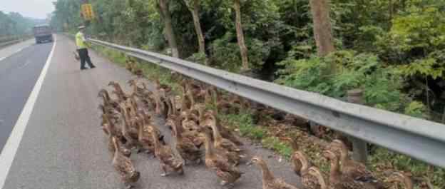 50多只鸭溜进高速 司机们“鸭”力山大