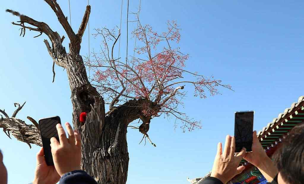 村里老树已经死亡60年 奇迹画面出现引众人围观惊叹