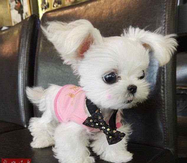 超可爱的小狗图片 世界上最可爱的小狗?超萌茶杯犬成“网红”