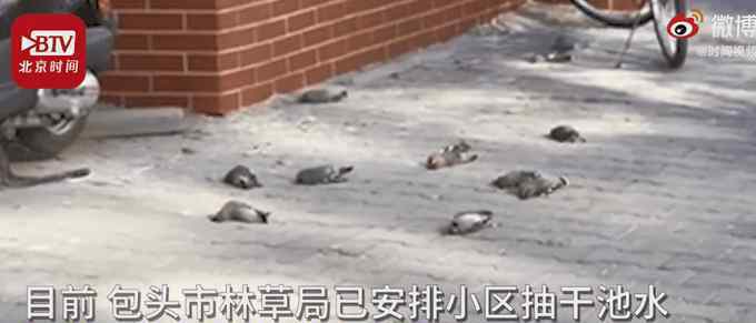 近日，内蒙古每天都有三四百只小鸟在同一地点撞楼自杀，原因让人不敢相信，实在心疼。
