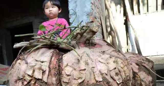 浙江老人收菜地喊四五人挖了一下午 抬出的稀罕物震惊众人