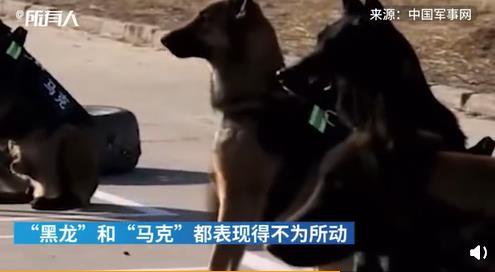 警犬面对火腿肠诱惑不为所动 究竟是什么情况?具体事件详情是怎样的?