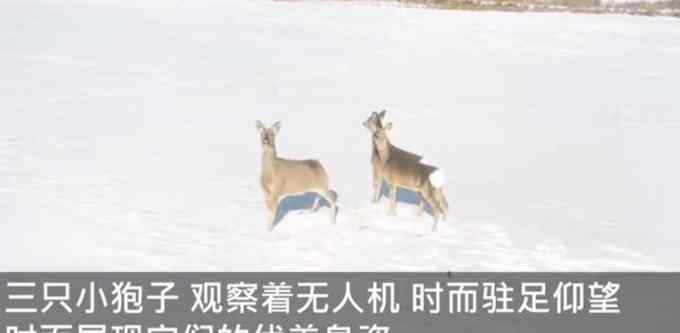 太萌了！无人机巡护时遇“东北神兽” 3只狍子雪地撒欢