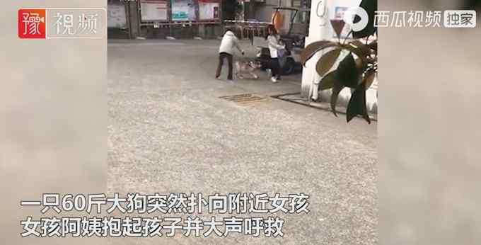 遛狗不拴绳！广西一60斤斗牛发狂扑人 女子保护4岁女孩被咬伤