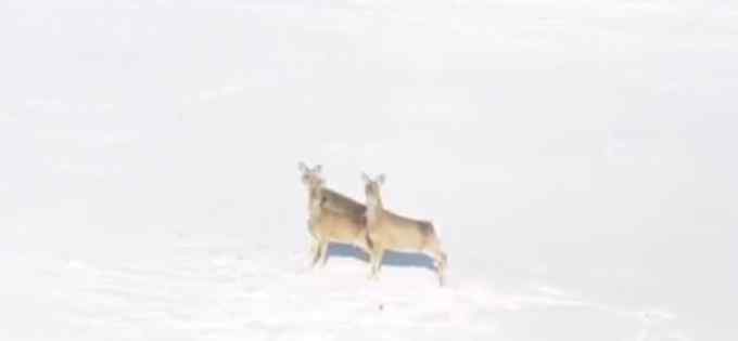 太萌了！无人机巡护时遇“东北神兽” 3只狍子雪地撒欢