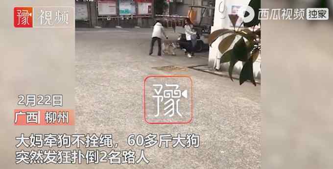 遛狗不拴绳！广西一60斤斗牛发狂扑人 女子保护4岁女孩被咬伤