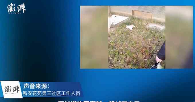 5岁女孩抱着宠物狗从13楼坠下 摔在狗身上受伤 小狗当场死亡