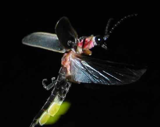 荧光乌贼 地球上10大最神奇的会发光动物，萤火虫最常见，鮟鱇最有趣