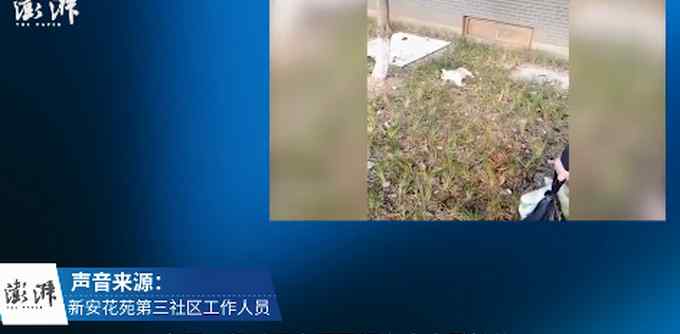 5岁女孩抱着宠物狗从13楼坠下 摔在狗身上受伤 小狗当场死亡