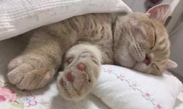 猫怕冷吗 “凌晨2点，我家的猫钻进了被窝”：猫咪到了冬天有多怕冷？