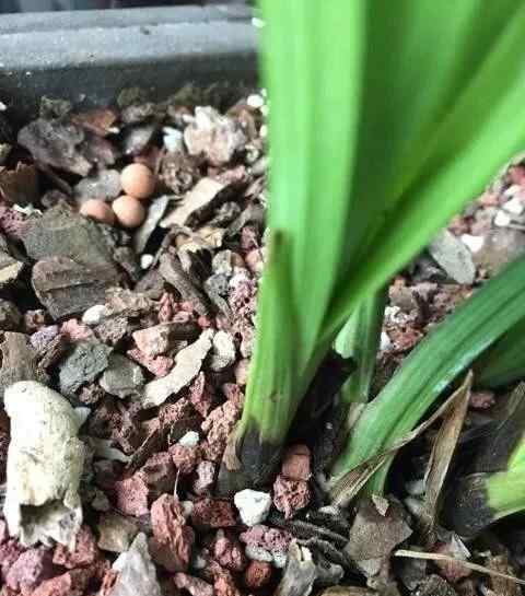 兰花浇水太多症状图片 这样的兰花腐苗，除了浇水太多，还有更重要的原因