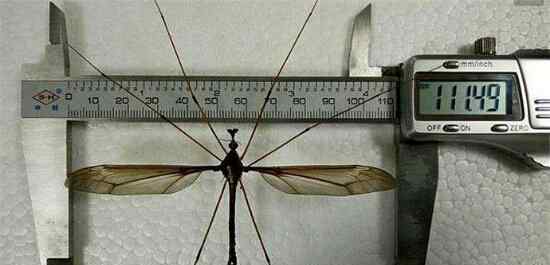 华丽巨蚊 世界上最大的蚊子身长11公分！这蚊子就是华丽巨