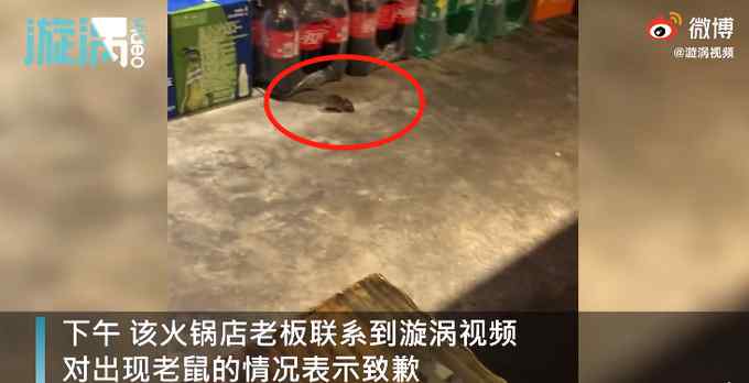 贵阳一火锅店就餐时间老鼠乱窜 老板主动联系媒体道歉 网友：太吓人！