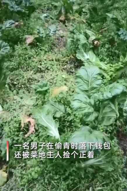 贵州女子发现自家白菜被偷 地里意外捡到小偷钱包打开一看笑出声!