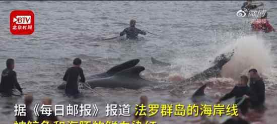 丹麦法罗群岛数百鲸鱼和海豚被捕杀 具体什么情况