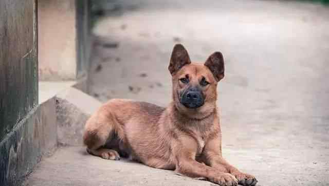 外国人评论中华田园犬 中华田园犬国外售价２万美金，你眼中的土狗却是外国人的香饽饽！