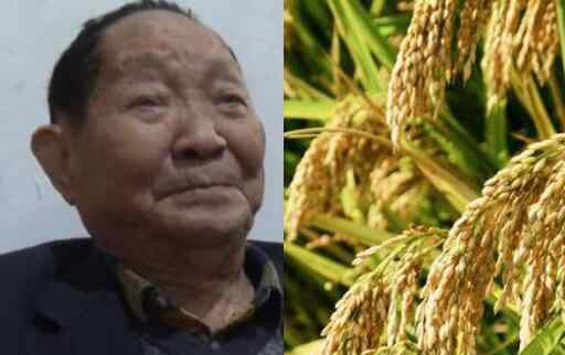 袁隆平团队双季稻亩产超过3000斤 到底发生了什么