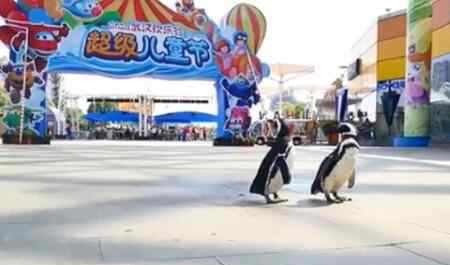 武汉欢乐谷有两只企鹅游客 现场画面曝光萌坏网友（图）