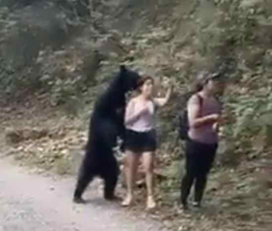 3名女子路遇黑熊被熊抱 具体怎么回事