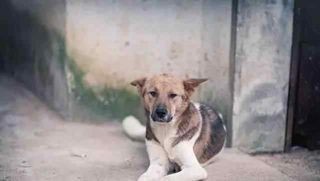 外国人评论中华田园犬 中华田园犬国外售价２万美金，你眼中的土狗却是外国人的香饽饽！