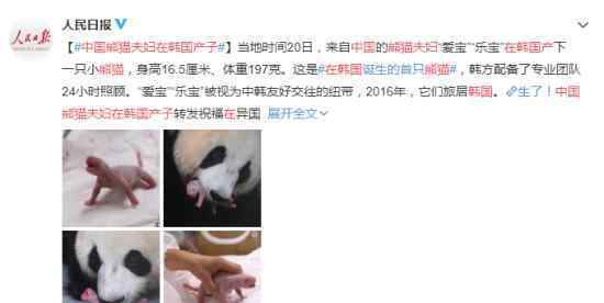 中国熊猫夫妇在韩国产子 小宝贝好可爱啊