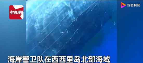 10米长抹香鲸遭渔网困住 目前情况如何